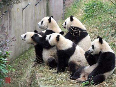 成都大熊猫繁育基地官网(成都大熊猫繁育基地官网认养公告)