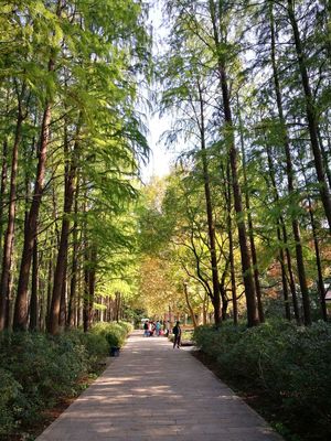 上海共青森林公园开放时间(上海共青森林公园开放时间和门票费)