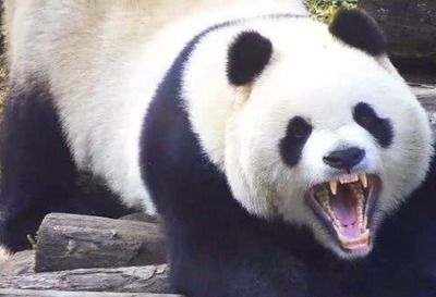 大熊猫吃人残忍图片(大熊猫吃人残忍图片搞笑)