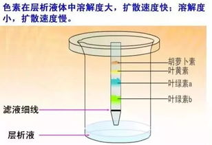 弹力球设计方案[弹力球的实验原理]