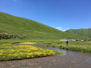 桑科草原旅游攻略(桑科草原门票多少钱)