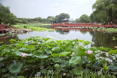 莲花池公园(莲花池公园秋景图片)