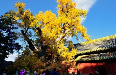 大觉寺门票多少钱(大觉寺门票多少钱一张)