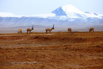 可可西里图片(可可西里图片美景)